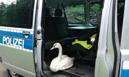 Die Polizei brachte am Freitag einen jungen Schwan in Sicherheit, der sich auf die L515 verirrt hatte. Foto: Polizei
