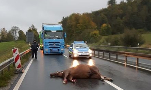Ein Pferd wurde durch den Zusammenstoß getötet. Foto: Polizei