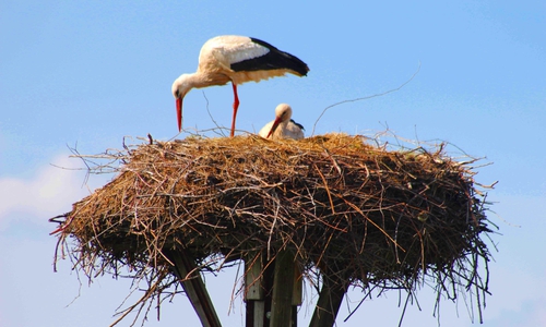 Die neuen Störche in Hedeper. Foto: Bernd-Uwe Meyer