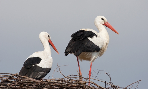 Das neue Promi-Paar unter den Störchen: Fridolin und Mai. Foto: NABU