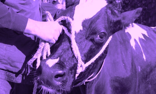 Der Großteil der Deutschen hält sie für eine Erfindung der Schweizer Firma Suchard mit seiner Schokoladen-Marke Milka - laut Dr. Martin Fimpel, Stiftung Niedersächsisches Wirtschaftsarchiv Braunschweig, ist dies aber falsch. Symbolfoto: Werner Heise