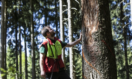 Die Trockenheit macht den Wäldern zu schaffen. Foto: Landesforsten 