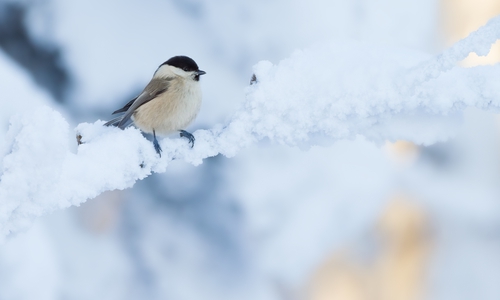 Die Stunde der Wintervögel startet: Vielleicht ist auch die Weidenmeise dabei? Foto: NABU/AdobeStock/Alexander Erdbeer

