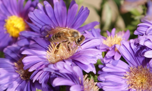 Bienen finden im Spätsommer und Herbst nur schwer Nahrung, da es nicht mehr genug blühende Pflanzen gibt.