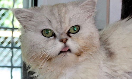 Pascha ist ein kleiner Schmusekater. Fotos: Tierschutzzentrum Ribbesbüttel