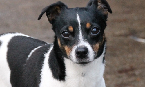 Fundhündin " Lissi" sucht ihr Zuhause. Fotos:  Tierschutzzentrum Ribbesbüttel 