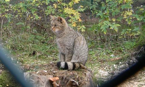 Äußerlich unterscheiden sich Wildkatzen gar nicht so stark von unseren Stubentigern – um die Details zu erkennen, muss man genau hinsehen. Foto: Kur-, Tourismus- und Wirtschaftsbetriebe der Stadt Bad Harzburg GmbH