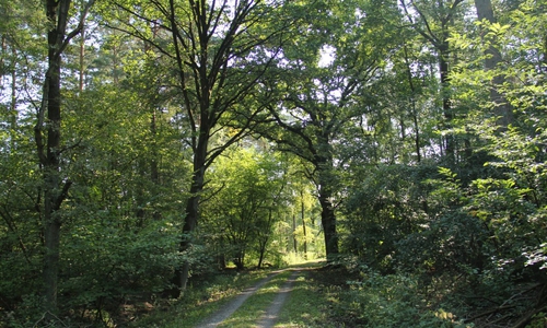 Einen natürlichen Wald bauen, wo früher ein Wirtschaftswald war - ein wichtiges Projekt zur Unterstützung des Naturhaushaltes. Foto: Niedersächsische Landesforsten