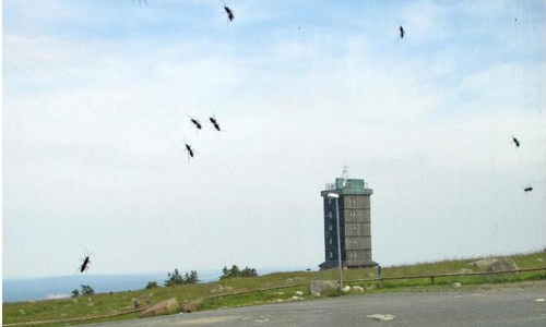 Im Sommer beherbergt der Brocken-Gipfel viele der ungefährlichen Schlupfwespen. Foto: Nationalpark Harz