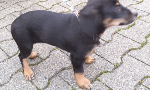 Es stellte sich heraus: Maja wurde gar nicht ausgesetzt. Foto: Polizei