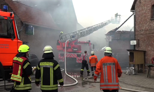 12 Schweine wurden gerettet. Foto/Video: aktuell24 (dc)