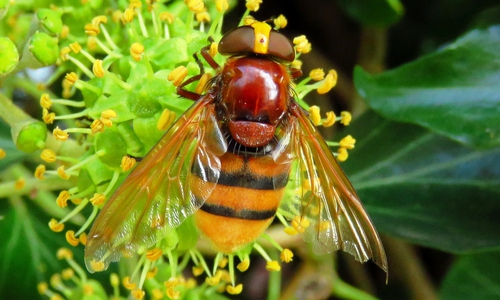 Hornissen-Schwebfliege auf blühendem Efeu. Foto: Walter Wimmer/Landkreis Helmstedt.