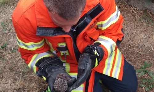 Ortsbrandmeister Bastian Fiesel hält den kleinen hilflosen Igel in der Hand. Foto: Feuerwehr