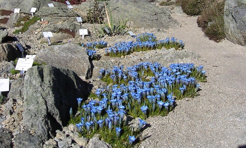 Wellensittich-Enzian Gentiana ternifolia im Herbst. Foto: Dr. Gunter Karste
