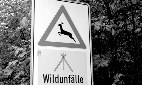 Auf der B242 kam es zu einem schlimmen Wildunfall. Der Fahrer blieb glücklicherweise unverletzt. Symbolfoto: Archiv