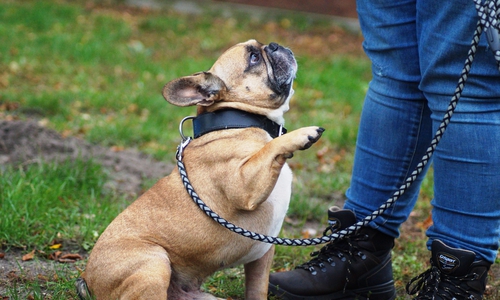 Wer hat ein Plätzchen für Ares frei? Foto: Tierschutzverein Gifhorn und Umgebung