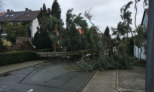 Durch die starken Orkanböen wurden etliche Bäume umgeworfen. Auch im Stadtgebiet. Hier der Pillauer Weg. Fotos: Feuerwehr Goslar