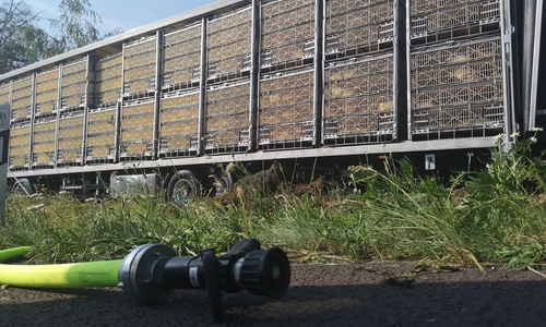 Die Tiere sollten ursprünglich nach Regensburg gebracht werden. Foto: aktuell24