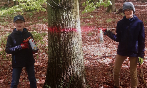 Fleißige Hilfsförster bei der Arbeit. Foto: Landesforsten