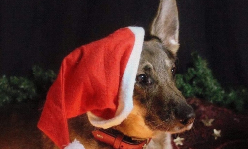 Die Anschaffung eines Haustieres sollte gut durchdacht sein und nicht von einem Fest abhängig gemacht werden. Foto: Tierschutzverein Gifhorn und Umgebung e.V.