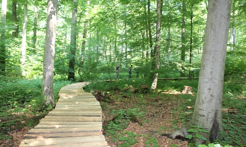 Löwe-Pfad im Lechlumer Holz, Foto: Archiv