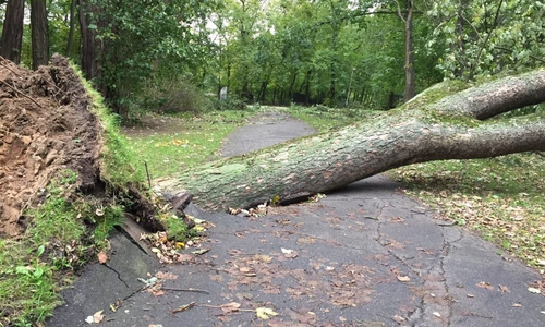 Achtung vor losen Ästen und unsicheren Bäumen! Foto: Frank Vollmer