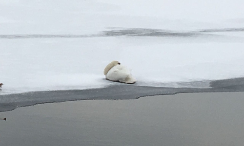 Ein Schwan war auf dem Hasselkampsee festgefroren. Foto: aktuell24/kr