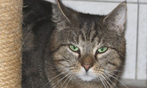 Billy möchte gerne wieder Freigang haben. Foto: Tierschutzzentrum Ribbesbüttel