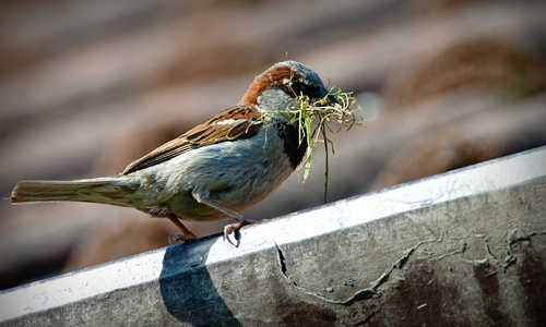 Die Mitmach-Aktion soll zeigen, wie es um die Vogelbestände steht. Symbolfoto: Pixabay