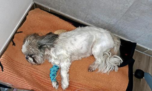 Der kleine Winz überlebte den Giftköder leider nicht. Foto: privat