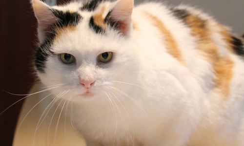 Eule lebte jahrelang auf dem Gelände der Diakonie in Gifhorn. Fotos: Tierschutzzentrum Ribbesbüttel