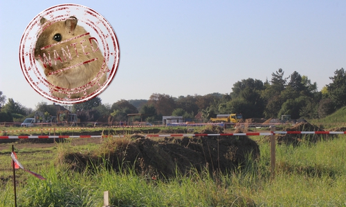 Dem Landkreis liegt eine erneute Sichtung eines Feldhamsters im Baugebiet am Golfplatz in Kissenbrück vor. Foto: Anke Donner