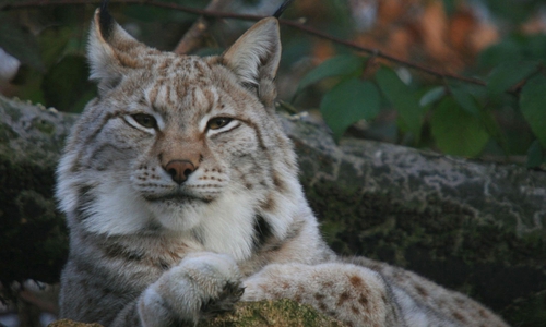 Luchs. Foto:  Kur-, Tourismus- und Wirtschaftsbetriebe der Stadt Bad Harzburg