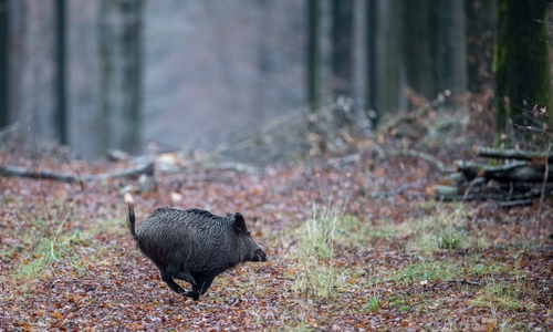 Am kommenden Samstag wird im Wolfsburger Wald wieder eine Beunruhigungsjagd durchgeführt. Foto: Reiner Leifried