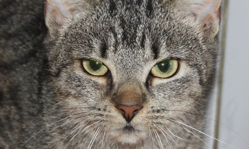 Katze Moya sucht ein neues Zuhause. Foto: Tierschutzzentrum Ribbesbüttel