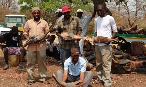 Vögel und Fische aus Schwemmholz: Eine Künstlergruppe aus Zimbabwe produziert sie, bald werden sie auch im Wolfenbütteler Weltladen verkauft. Foto: Privat