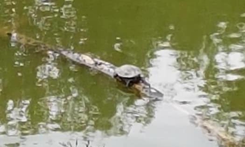 Die Schildkröte war auf einem Ast unterwegs. Foto: Sylvia Böhme