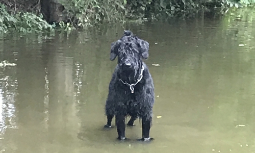 Die Wassermassen hatten den Hundeplatz im Griff. Fotos: PSK Braunschweig-Apelnstedt