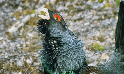 Das Auerhuhn ist in Deutschland mittlerweile selten. Foto: Bernhard Weber