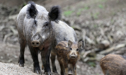 Die Wildschweine sollen laut Jägerschaft intensiver bejagt werden. Foto: Jägerschaft