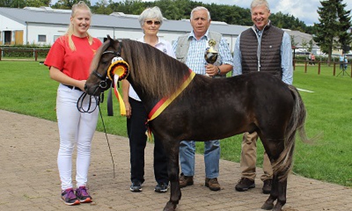 Jay MK räumte den Titel „Junior Europasiegerhengst 2017“ ab. Ein großer Erfolg für Familie Schirmer aus Upen. Foto: Stefanie Grober