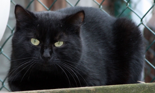 Mohrchen wünscht sich eine einfühlsame Familie und benötigt auf jeden Fall nach einer angemessenen Zeit wieder seinen gewohnten Freigang. Foto: Tierschutzzentrum Ribbesbüttel