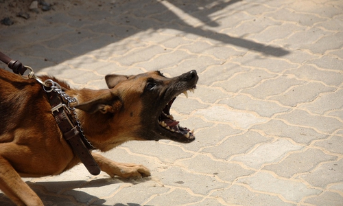 Der Schäferhund griff die Polizeibeamten während eines Einsatzes an. Symbolbild: Pixabay