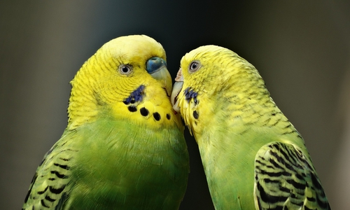 Die Wellensittiche, mit denen die Polizei am Wochenende zu tun hatten, waren nicht so friedlich. Symbolbild: pixabay