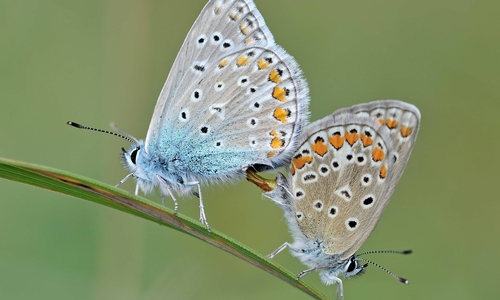 Tagfalter machen nur 145 Arten aus, so zum Beispiel der Hauhechel-Bläuling. Foto: Naturschutzbund Deutschland, Kreisgruppe Wolfenbüttel