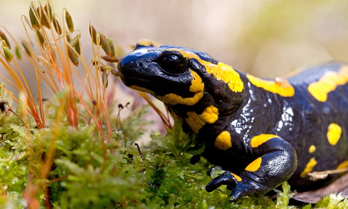 Die Larven der Feuersalamander werden gesucht. Foto: Hendrik Fuchs