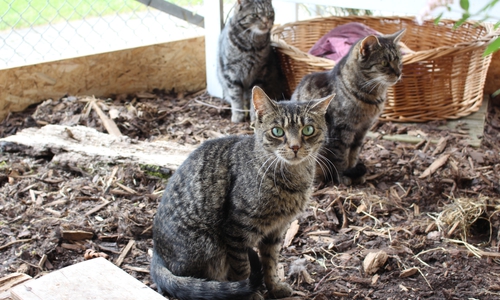 Im Tierheim Ribbesbüttel wird es langsam eng. Deshalb soll nun ein Neubau mehr Platz schaffen. Unter anderem soll der Bereich für die Katzen erweitert werden. Symbolfoto: Max Förster