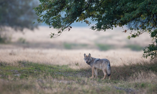 EinWolf am frühen Morgen auf dem Truppenübungsplatz Munster Nord in der Lüneburger Heide. Foto: NABU/Jürgen Borris.