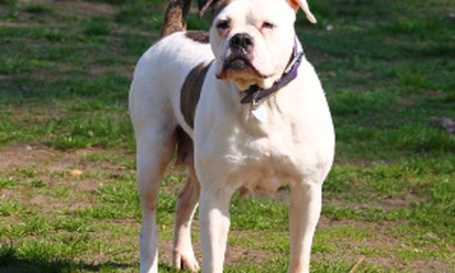 Hündin Lexy.
Foto: Tierschutzverein Gifhorn und Umgebung