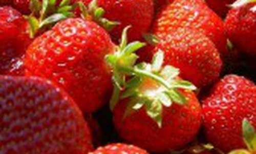 Trotz weniger Anbaufläche blieb die Erntemenge für Erdbeeren in diesem Jahr stabil.

Symbolbild: Archiv